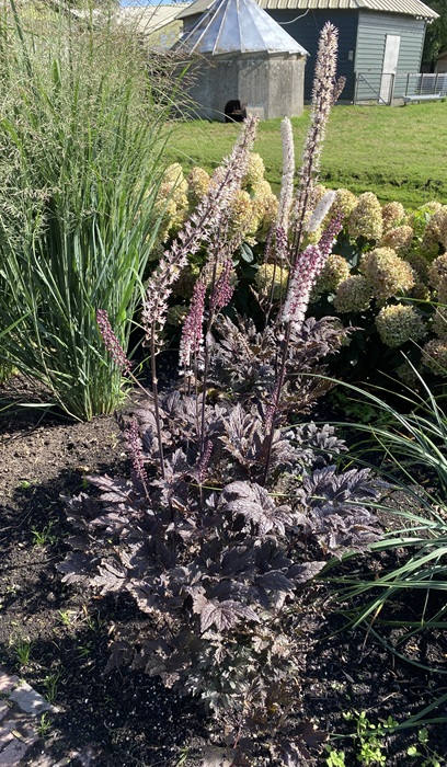 CIMIC RAM PINK SPIKE #2