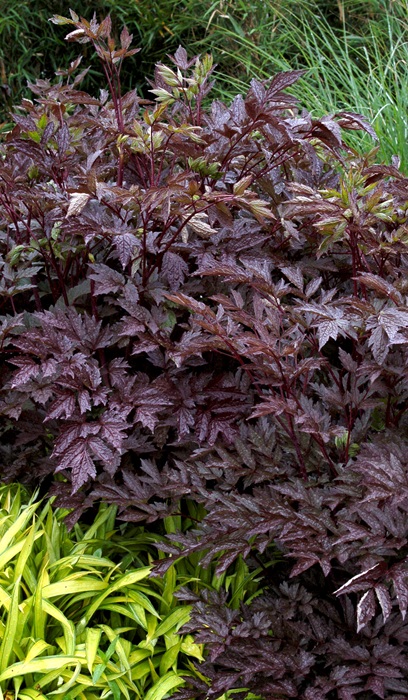 CIMIC BLACK NEGLIGEE #2