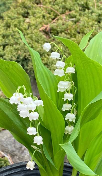 CONVA LILY OF THE VALLEY 4"/10T
