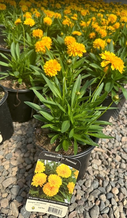 COREOPSIS X GOLDEN SPHERE #1