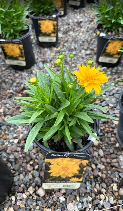 COREO GRA DOUBLE THE SUN #1