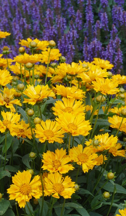 COREOPSIS X JETHRO TULL #1