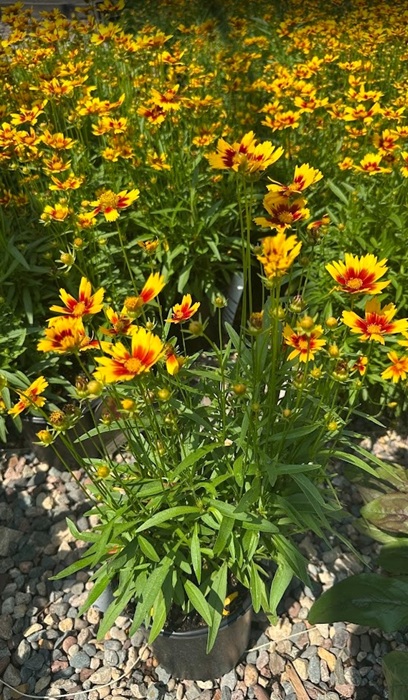 COREO UPTICK GOLD AND BRONZE #1