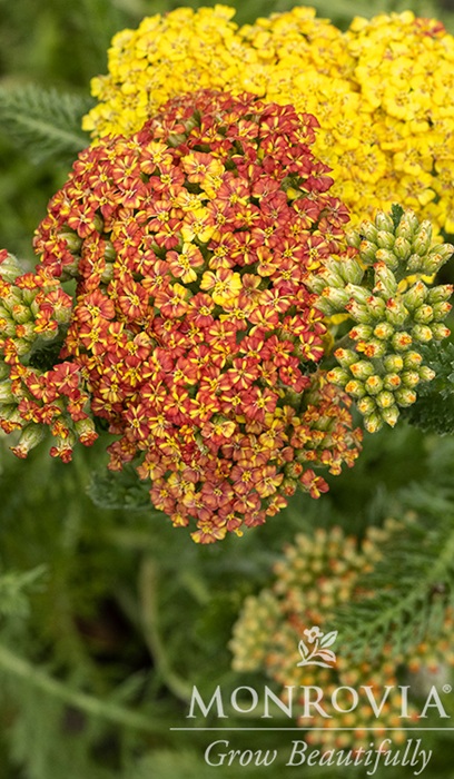 ACHILL DESERT EVE TERRACOTTA #1