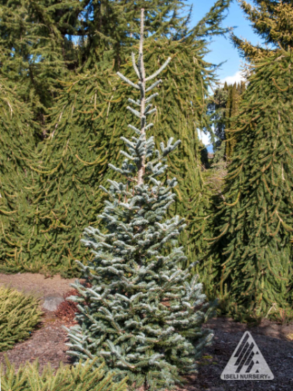 ABIES BAL TYLER BLUE 5' BB