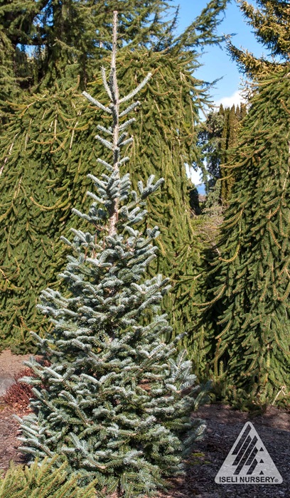 ABIES BAL TYLER BLUE 5' BB