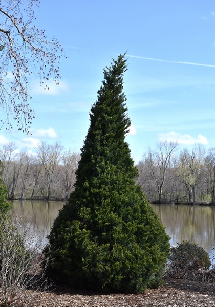 JUNIP CHI GIN FIZZ 5' BB