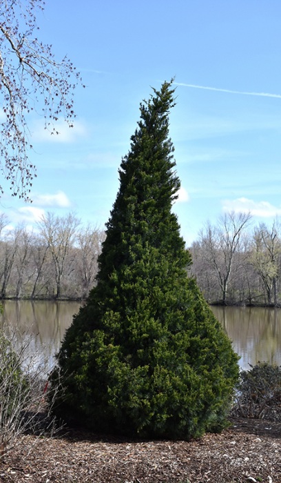 JUNIP CHI GIN FIZZ 5' BB