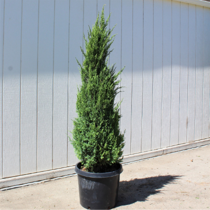 JUNIP CHI BLUE POINT 5'BB