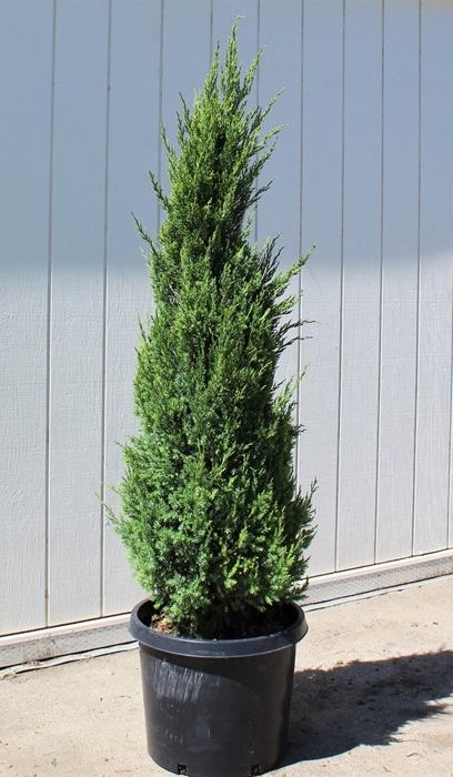 JUNIP CHI BLUE POINT 5'BB