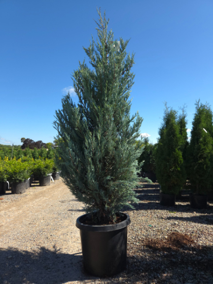 JUNIP SCO WICHITA BLUE 5' BB