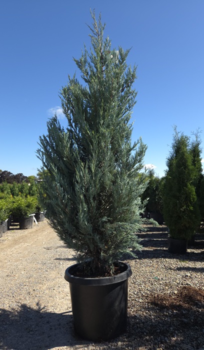 JUNIP SCO WICHITA BLUE 5' BB