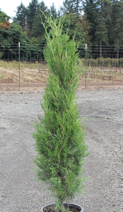 JUNIP VIR EMERALD FEATHER 5'BB