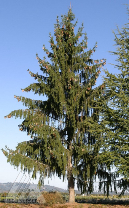 PICEA ABI PENDULA MAJOR 8' BB