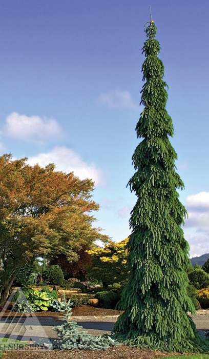 PICEA GLA PENDULA 7' BB