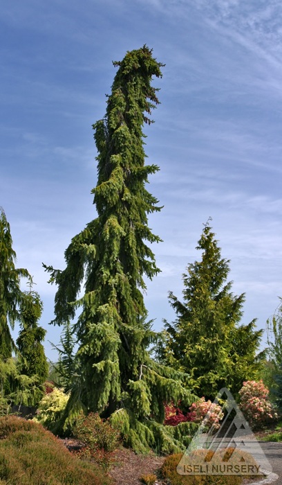PICEA OMO PENDULA 7' BB