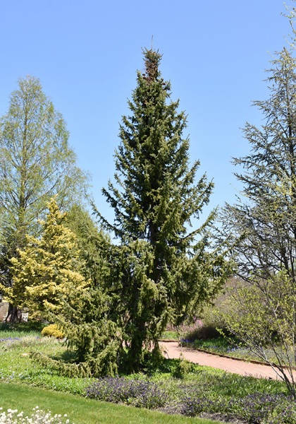 PICEA OMO SERBIAN SPRUCE 5' BB