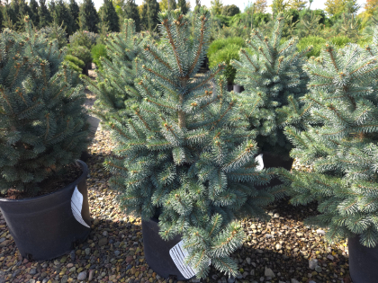 PICEA PUN BABY BLUE 7' BB