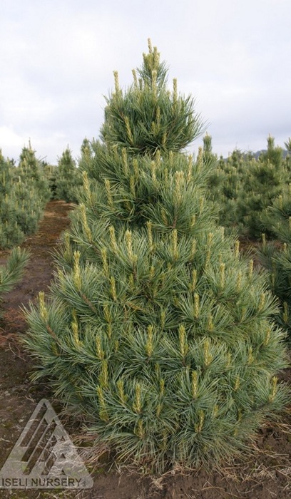 PINUS CEM WESTERSTEDE 5' BB