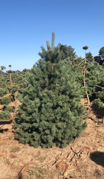 PINUS SYL SCOTCH PINE 8'BB