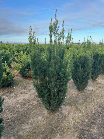 TAXUS STONEHENGE 30" BB