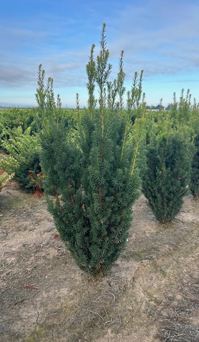 TAXUS STONEHENGE 30" BB