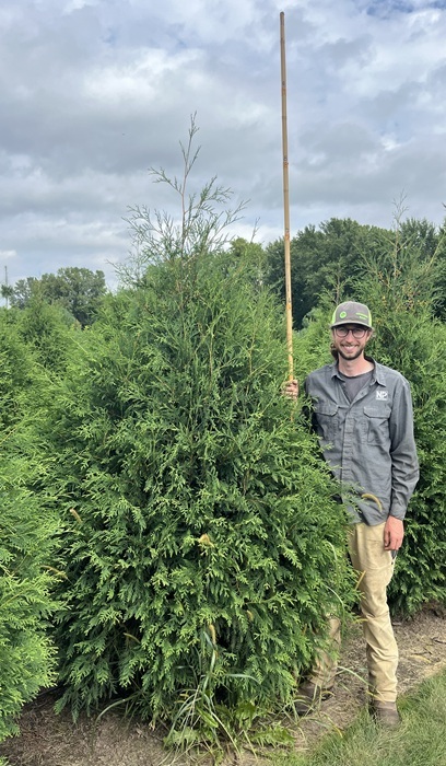 THUJA OCC TECHNY 9' BB