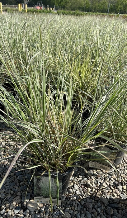 CALAM ACU OVERDAM #1