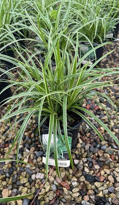 CAREX MOR ICE DANCE #1 SEDGE