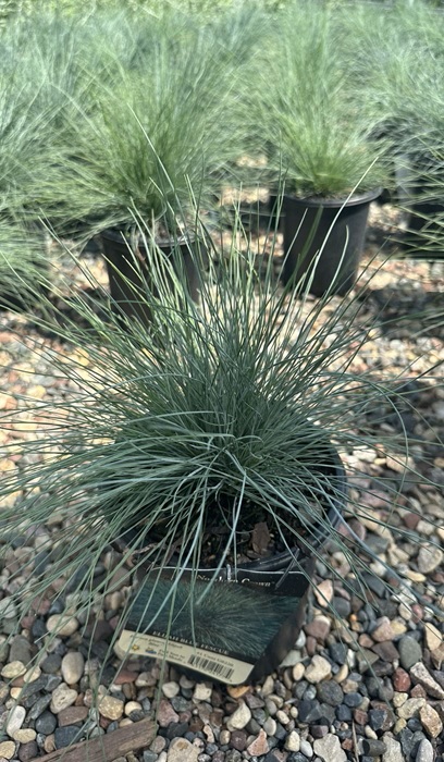 FESTUCA GLA ELIJAH BLUE #1