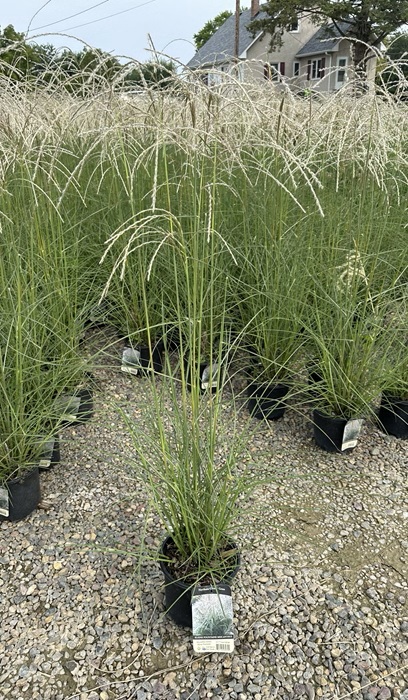 MISCANTHUS KLEINE FONTAINE #1/7"