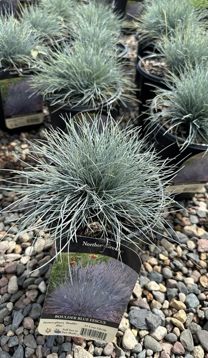 FESTUCA GLA BOULDER BLUE #1