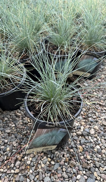 FESTUCA GLA BEYOND BLUE #1