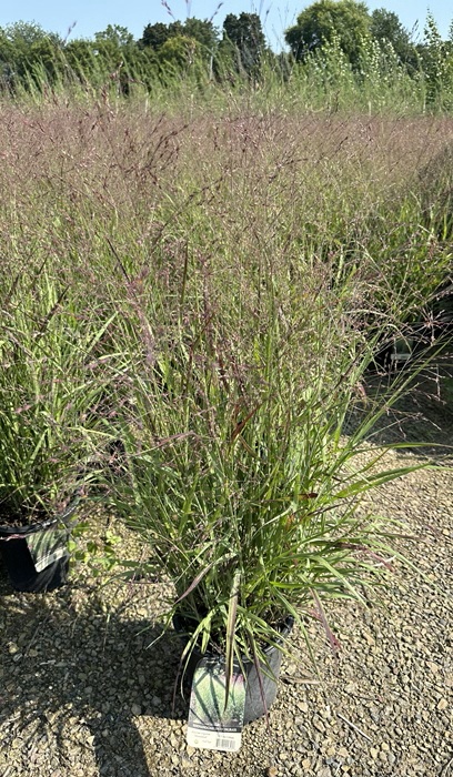 PANICUM VIR SHENANDOAH #2