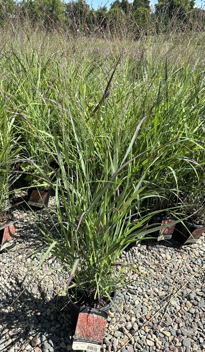 PANICUM VIR RED SUNSET #1