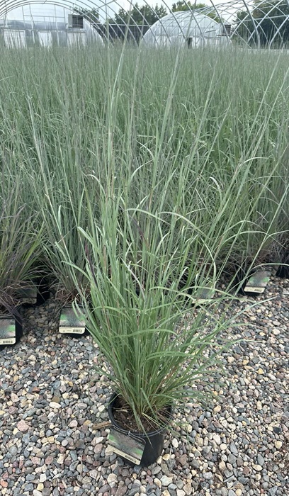 SCHIZ SCO BLUE HEAVEN #1