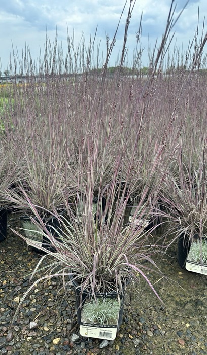 SCHIZ SCO CHAMELEON #1