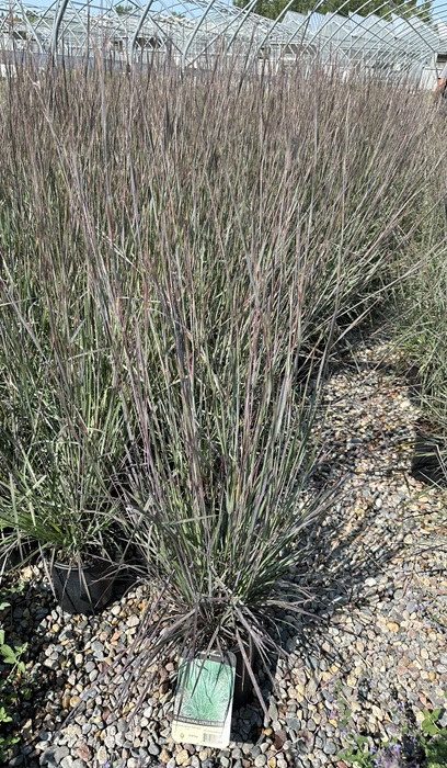 SCHIZ SCO SMOKE SIGNAL #1