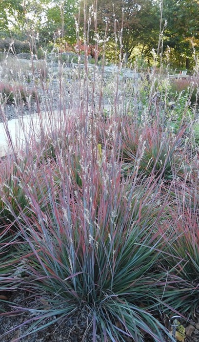 SCHIZ SCO STANDING OVATION #1