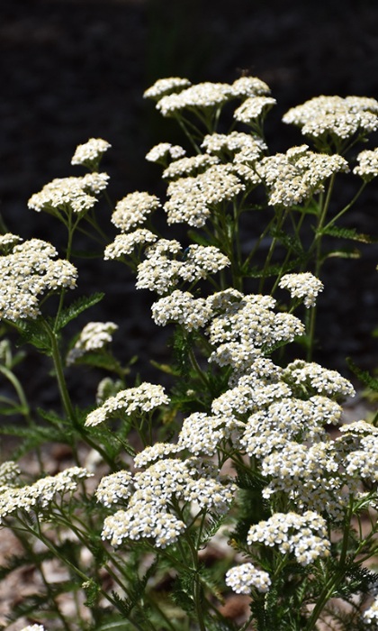 ACHIL MIL COMMON YARROW 3.5"/18T