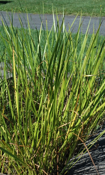 ACORUS AMERICANUS 3.5"/18T