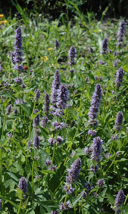 AGAST FOE LAVENDER HYSS 3.5"/18T