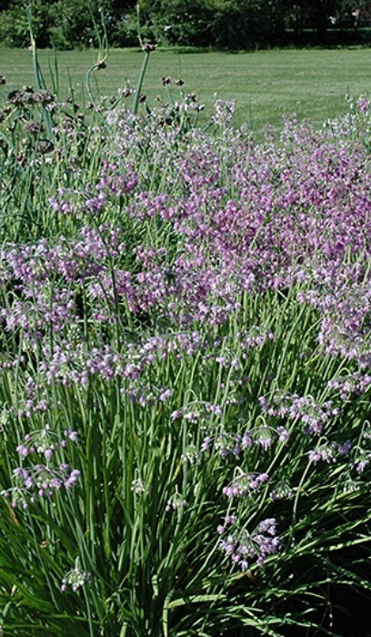 ALLIUM CER NODDING PINK 3.5"/18T