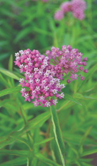 ASCLE INC SWAMP MILKWEED #1