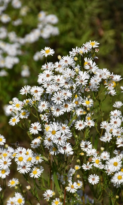 ASTER ERI HEATH ASTER 3.5"/18T