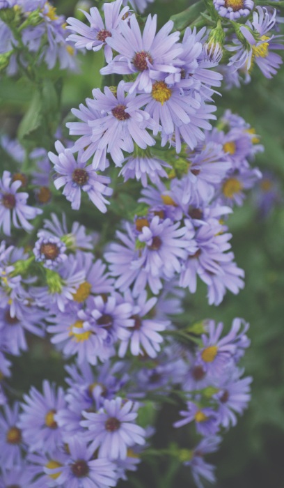 ASTER LAE SMOOTH ASTER 3.5"/18T