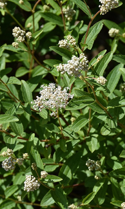 CEANO AME NEW JERSEY TEA #1