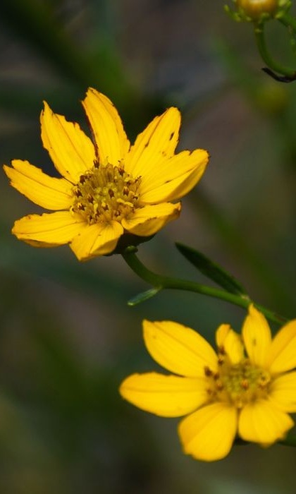 COREO PAL PRAIRIECOREOPS3.5"/18T