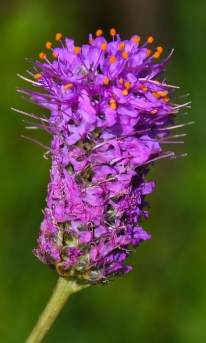 DALEA PURPURPLEPRAIRCLOV3.5"/18T