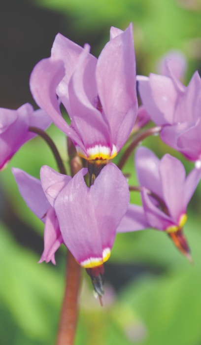 DODEC MEADIA SHOOT STAR #1